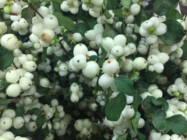 white snowberry