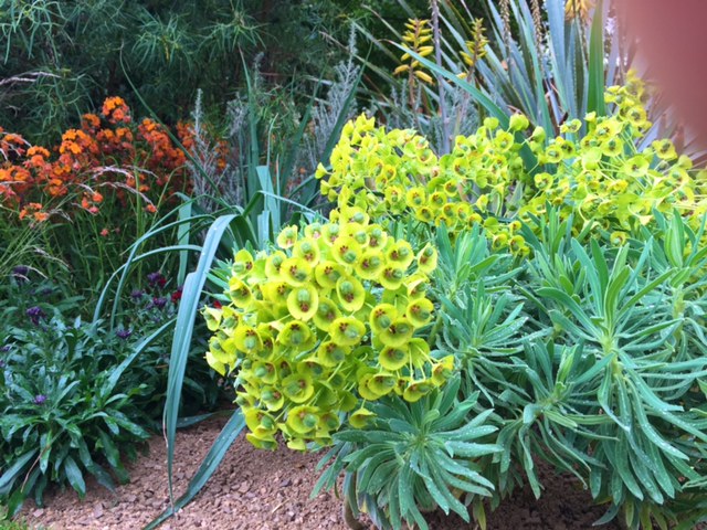 RHS chelsea Flower Show