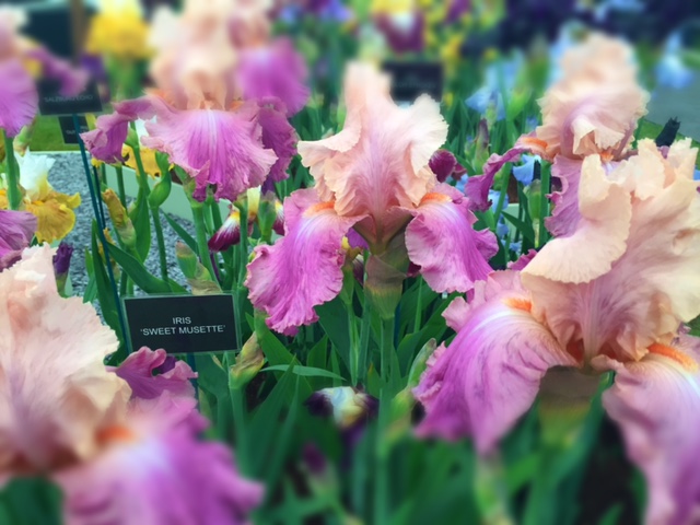 RHS Chelsea flower show iris flower london