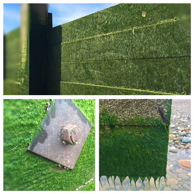 Green Moss on beach breakers