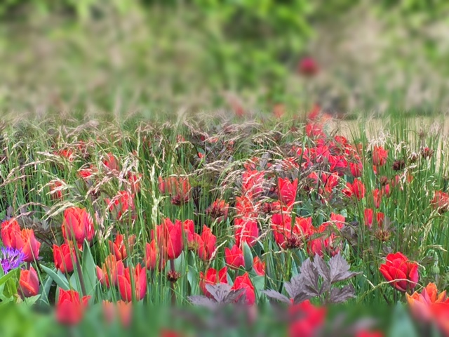 RHS Chelsea Flower Show Telegraph garden London