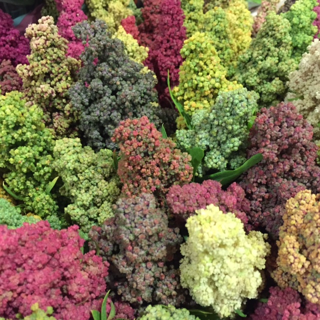 Chenopodium Quinoa   Petal to the Metal