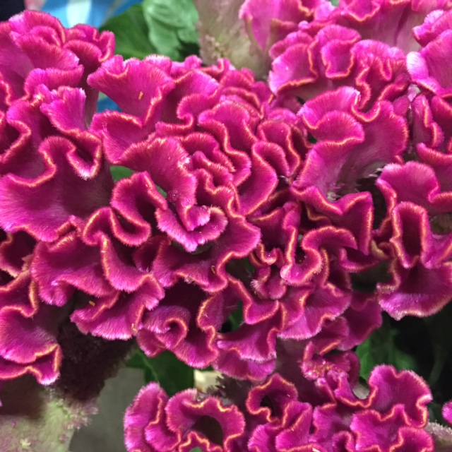  Celosia from Petal to the Metal