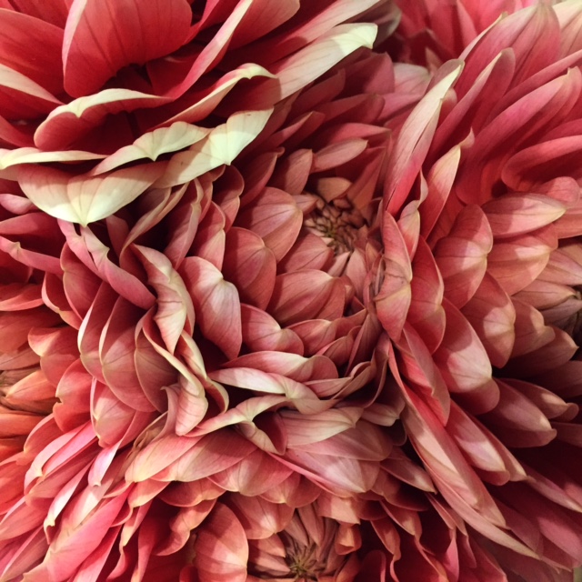 English Dahlias from Petal to the Metal