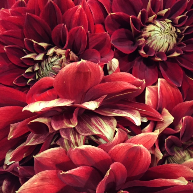 English Dahlias from Petal to the Metal