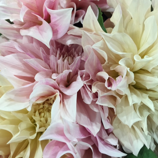 English Dahlias from Petal to the Metal