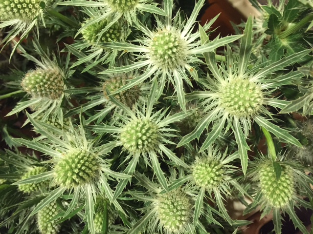 Eryngium from Petal to the Metal