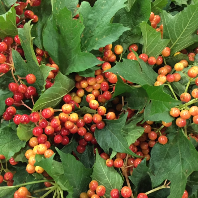 Guelder Berry from Petal to the Metal