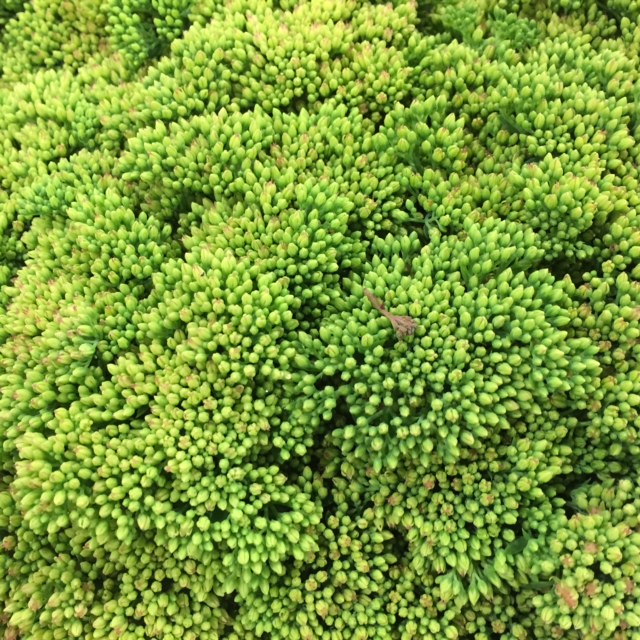 Sedum from Petal to the Metal