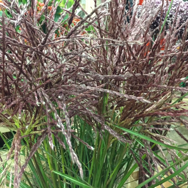 Silk Grass from Petal to the Metal