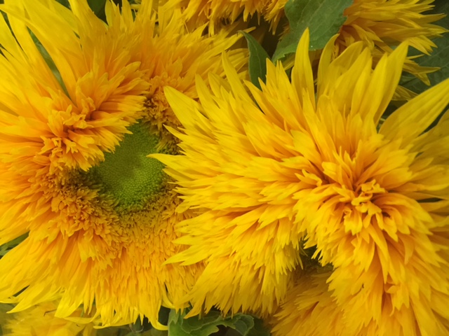 TEDDY BEAR Sunflowers