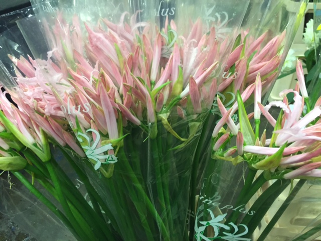 nerines